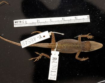 Media type: image;   Herpetology R-100131 Aspect: dorsal